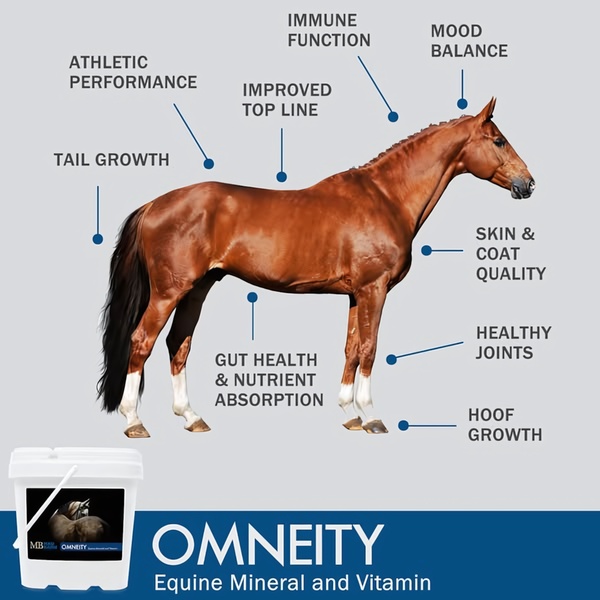 A clean, educational ad creative displaying a horse with specific callouts pointing to the health benefits provided by the supplement.